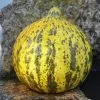 Cucumis melo Alacati (Certificação Orgânica) - Melão Alacati, Melão Turco Alacati - Image 2