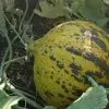Cucumis melo Alacati (Certificação Orgânica) - Melão Alacati, Melão Turco Alacati - Image 3