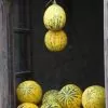 Cucumis melo Alacati (Certificação Orgânica) - Melão Alacati, Melão Turco Alacati - Image 4
