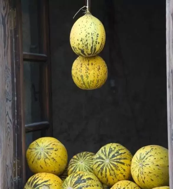 Cucumis melo Alacati (Certificação Orgânica) - Melão Alacati, Melão Turco Alacati - Image 4