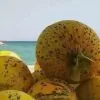 Cucumis melo Alacati (Certificação Orgânica) - Melão Alacati, Melão Turco Alacati - Image 5