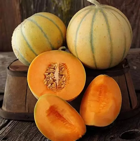 Cucumis melo Charentais (Certificação Orgânica) - Melão Charentais Francês, Melão Divino Francês - Image 2