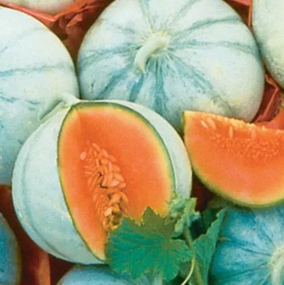 Cucumis melo Charentais (Certificação Orgânica) - Melão Charentais Francês, Melão Divino Francês - Image 6