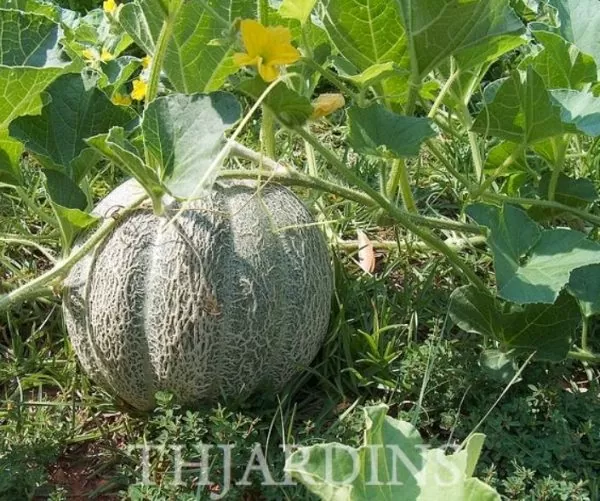 Cucumis melo coração de ouro - Melão Cantaloupe Coração de Ouro - Image 2