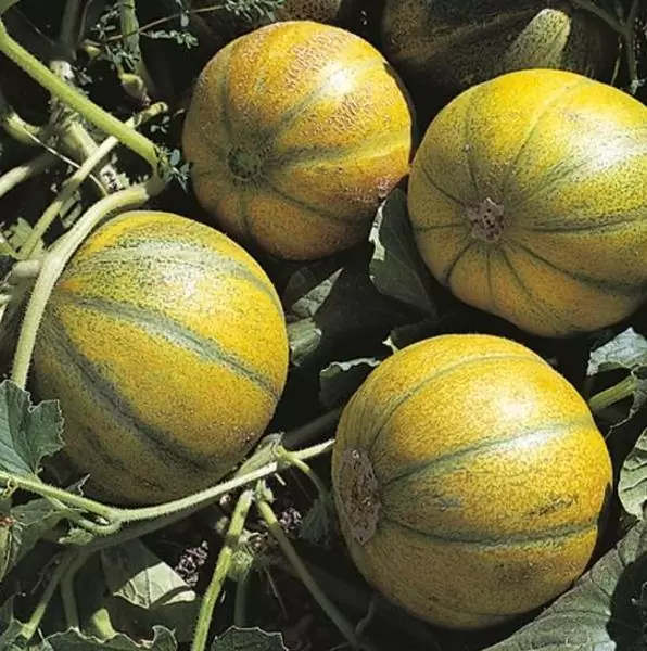 Cucumis melo Ha'Ogen (Certificação Orgânica) - Melão de Israel, Melâo Ha Ogem, Mini Melão Kibbutz, Melâo HaOgem - Image 2