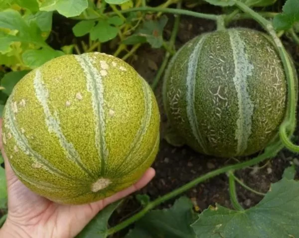 Cucumis melo Ha'Ogen (Certificação Orgânica) - Melão de Israel, Melâo Ha Ogem, Mini Melão Kibbutz, Melâo HaOgem - Image 5