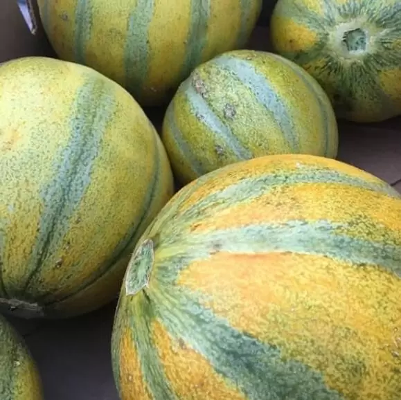 Cucumis melo Ha'Ogen (Certificação Orgânica) - Melão de Israel, Melâo Ha Ogem, Mini Melão Kibbutz, Melâo HaOgem - Image 6