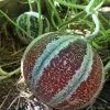 Cucumis melo Kajari (C.O) - Melão Kajari, Melão Mel, Honeydew Melon - Image 2