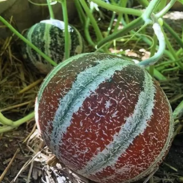 Cucumis melo Kajari (C.O) - Melão Kajari, Melão Mel, Honeydew Melon - Image 2