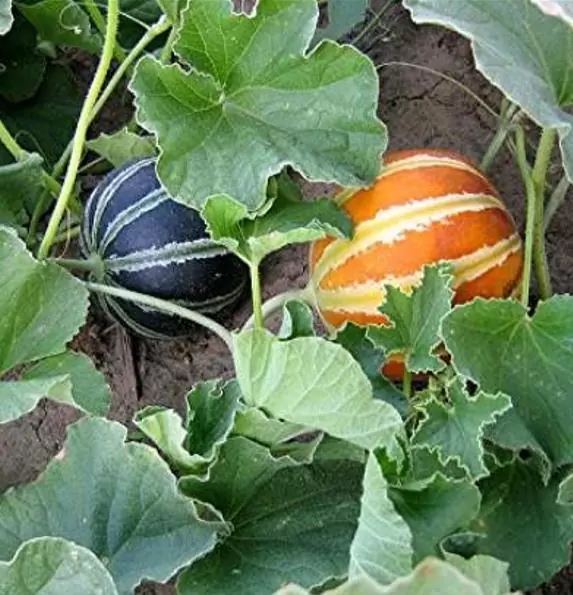 Cucumis melo Kajari (C.O) - Melão Kajari, Melão Mel, Honeydew Melon - Image 3