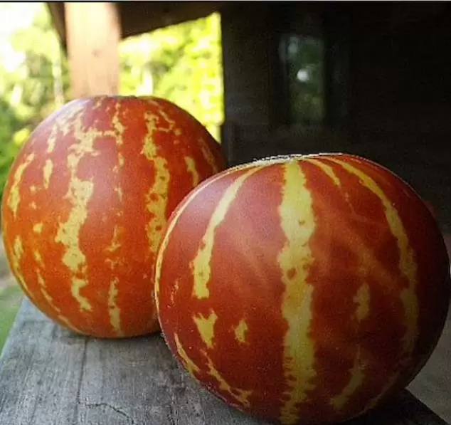 Cucumis melo Queen Annes Pocket - Melão de Bolso