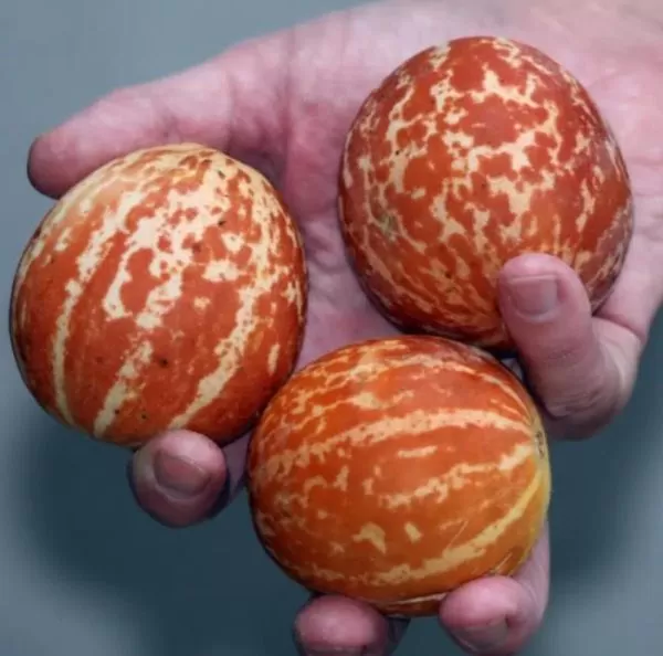 Cucumis melo Queen Annes Pocket  - Melão de Bolso - Imagem 2