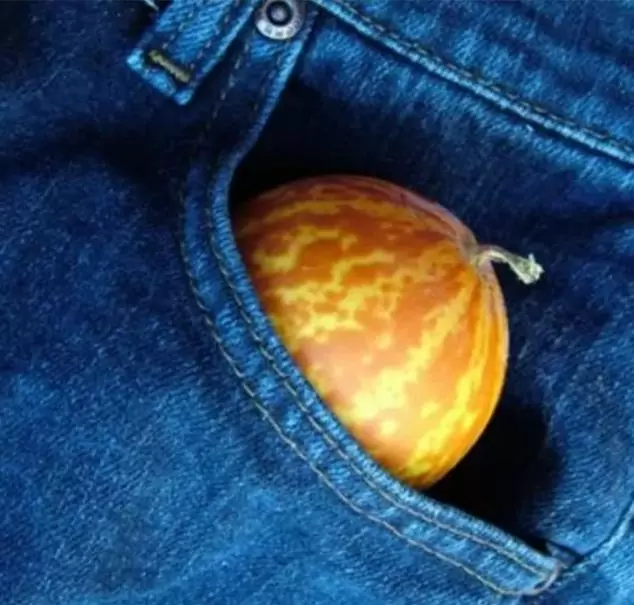 Cucumis melo Queen Annes Pocket - Melão de Bolso - Imagem 3