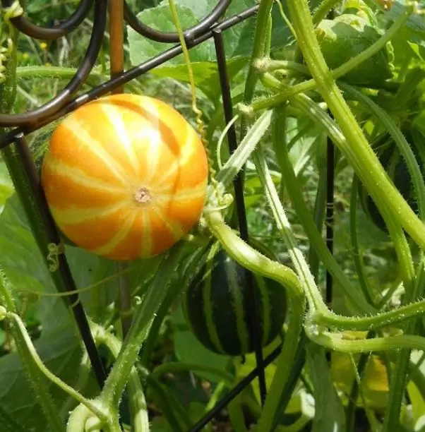 Cucumis melo Queen Annes Pocket - Melão de Bolso - Imagem 4