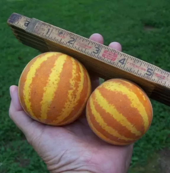 Cucumis melo Queen Annes Pocket  - Melão de Bolso - Imagem 5