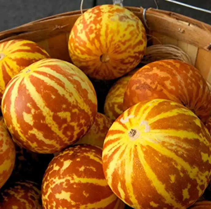 Cucumis melo Queen Annes Pocket - Melão de Bolso - Imagem 6