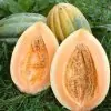 Cucumis melo zugdidi giant certificação orgânica - Melão Gigante de Zugdidi, Melão Gigante Zugdidi, Giant Musk Melon - Image 3