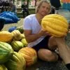 Cucumis melo zugdidi giant certificação orgânica - Melão Gigante de Zugdidi, Melão Gigante Zugdidi, Giant Musk Melon - Image 4