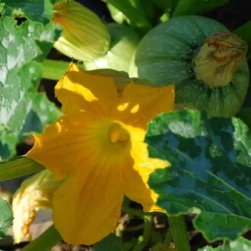 Cucurbita Pepo De Nice (Certificação Orgânica) - Abobrinha Redonda Francesa, Abobrina De Nice, Guloseima Recheada - Imagem 2