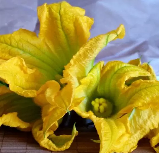 Cucurbita Pepo De Nice (Certificação Orgânica) - Abobrinha Redonda Francesa, Abobrina De Nice, Guloseima Recheada - Imagem 3