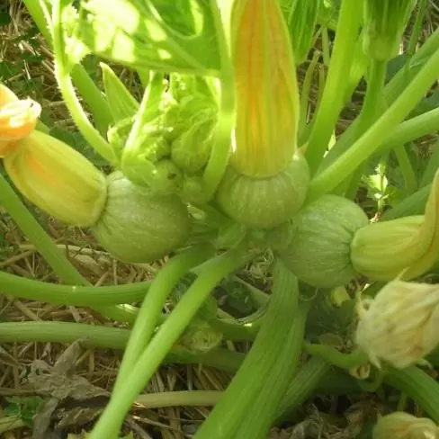 Cucurbita Pepo De Nice (Certificação Orgânica) - Abobrinha Redonda Francesa, Abobrina De Nice, Guloseima Recheada - Imagem 4