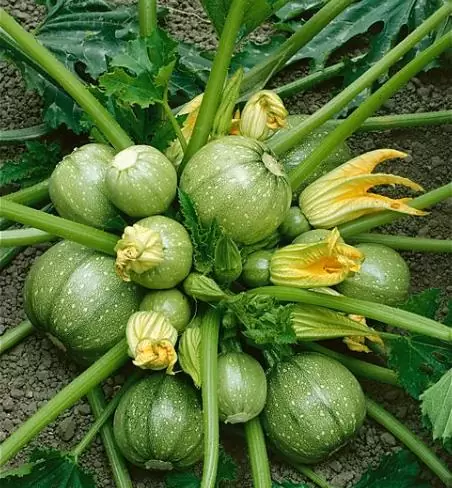 Cucurbita Pepo De Nice (Certificação Orgânica) - Abobrinha Redonda Francesa, Abobrina De Nice, Guloseima Recheada - Imagem 5