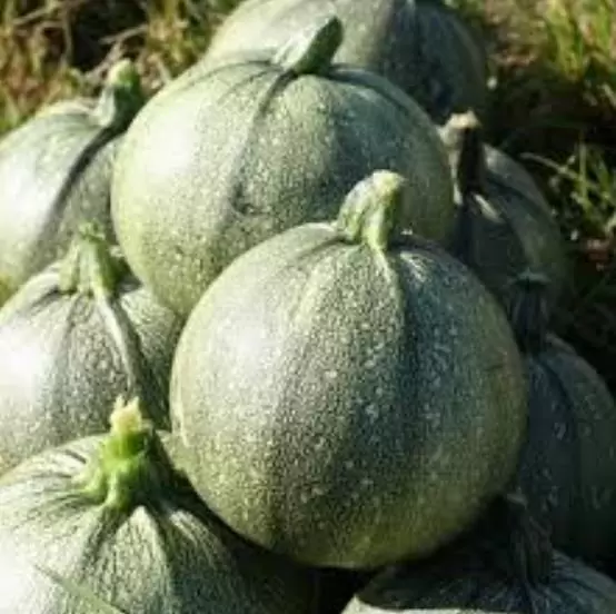 Cucurbita Pepo De Nice (Certificação Orgânica) - Abobrinha Redonda Francesa, Abobrina De Nice, Guloseima Recheada - Imagem 6