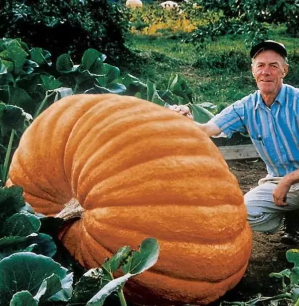Curcubita maxima Dills Atlantic Giant - Abobora Gigante - Dills Atlantic Giant - Image 8