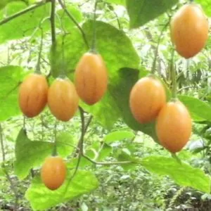 Cyphomandra hartwegii - Cyphomandra de Hartweg, Tomate de Árvore, Árvore do tomate de Hartweg, Tamarillo