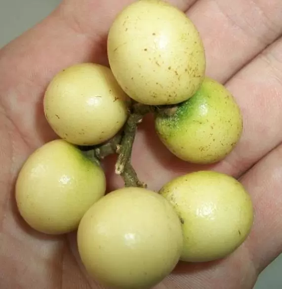 Deinbollia oblongifolia - Saboneteira de duna, Baga de sabão das dunas, Dune soapberry - Imagem 2