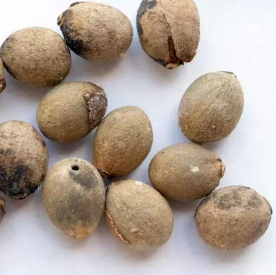 Deinbollia oblongifolia - Saboneteira de duna, Baga de sabão das dunas, Dune soapberry - Imagem 3