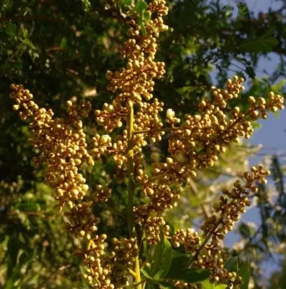 Deinbollia oblongifolia - Saboneteira de duna, Baga de sabão das dunas, Dune soapberry - Imagem 4