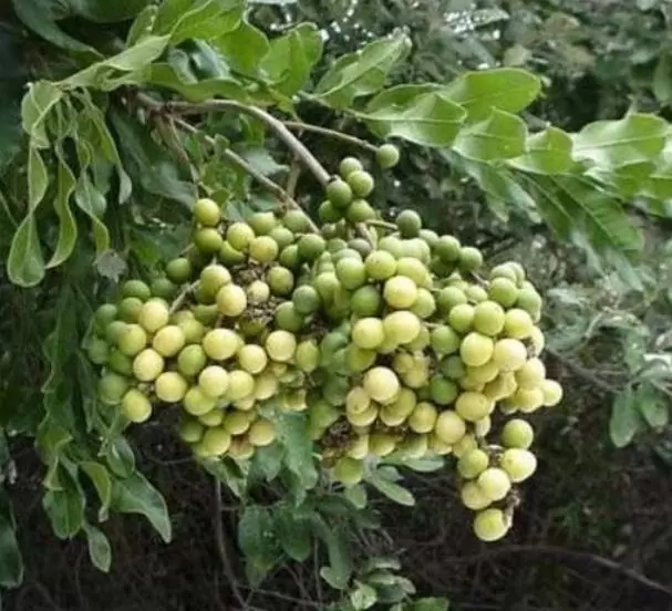 Deinbollia oblongifolia - Saboneteira de duna, Baga de sabão das dunas, Dune soapberry - Imagem 5