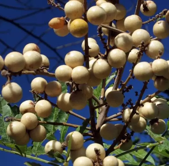 Deinbollia oblongifolia - Saboneteira de duna, Baga de sabão das dunas, Dune soapberry - Imagem 6