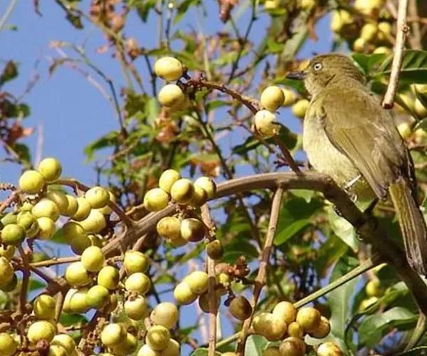 Deinbollia oblongifolia - Saboneteira de duna, Baga de sabão das dunas, Dune soapberry - Imagem 7