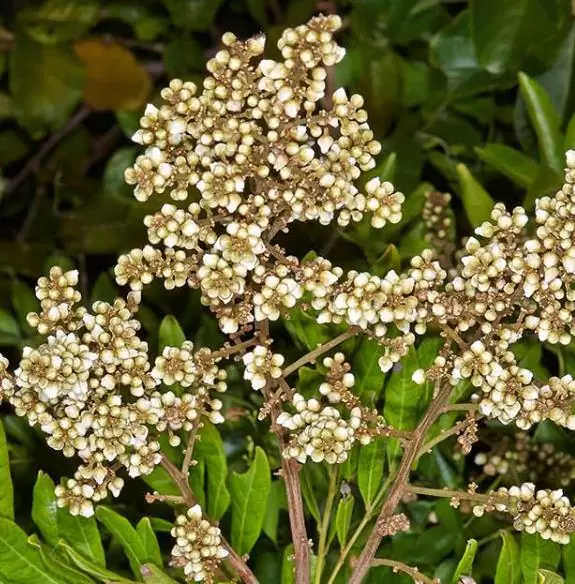 Deinbollia oblongifolia - Saboneteira de duna, Baga de sabão das dunas, Dune soapberry - Imagem 8