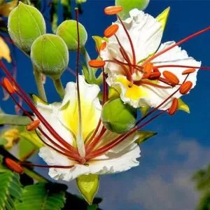 Delonix pumila - Poinciana adansonioides anã, Flamboyant Baobá, Flamboyant Garrafa
