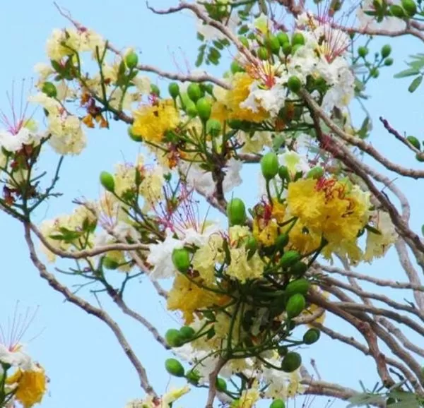 Delonix pumila - Poinciana adansonioides anã, Flamboyant Baobá, Flamboyant Garrafa - Imagem 2