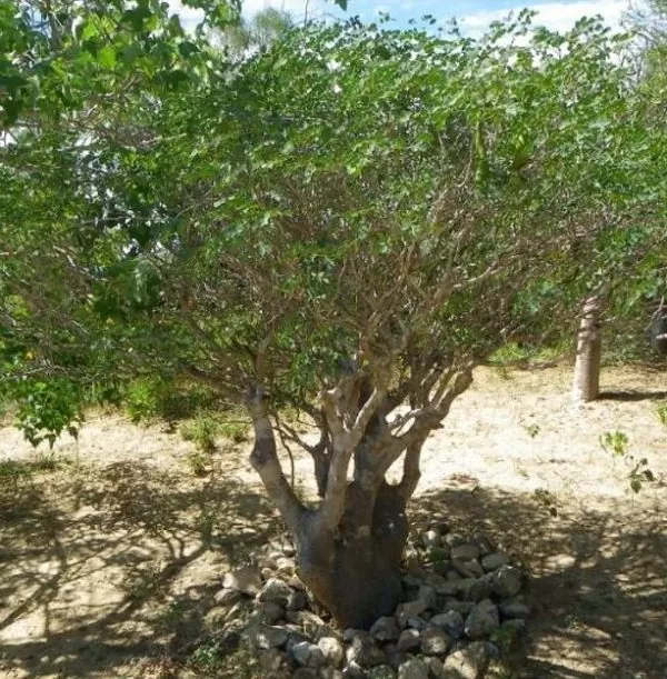Delonix pumila - Poinciana adansonioides anã, Flamboyant Baobá, Flamboyant Garrafa - Imagem 5