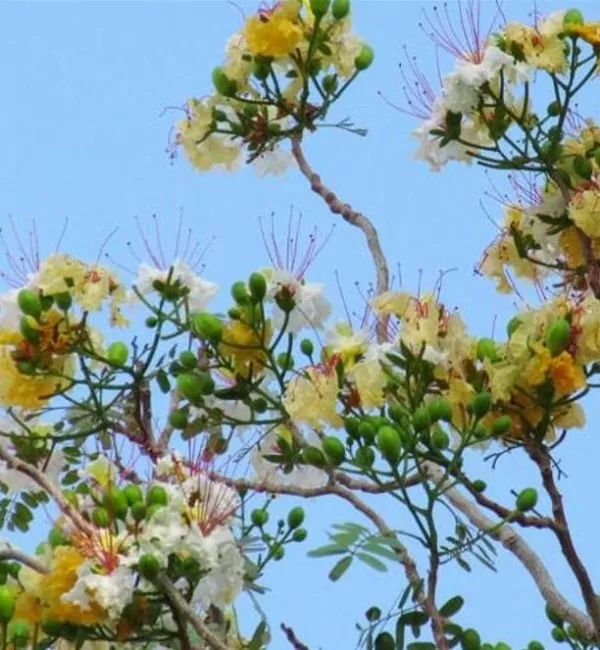 Delonix pumila - Poinciana adansonioides anã, Flamboyant Baobá, Flamboyant Garrafa - Imagem 6