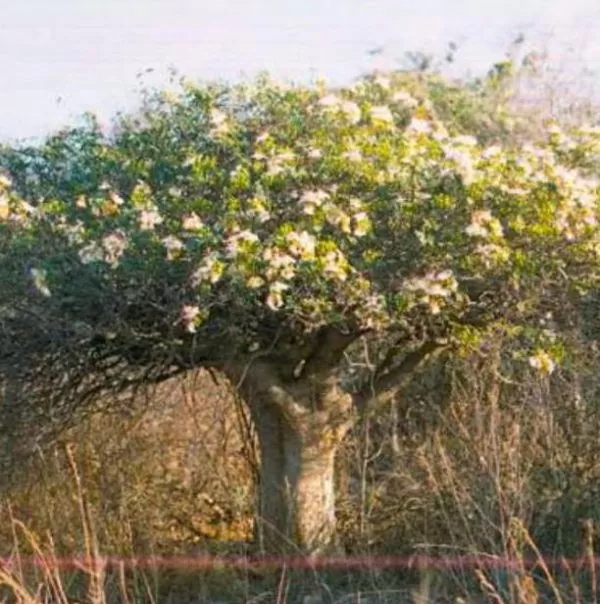 Delonix pumila - Poinciana adansonioides anã, Flamboyant Baobá, Flamboyant Garrafa - Imagem 7