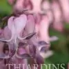 Dicentra eximia -  Coração Sangrento, Samambaia Coração Sangrento