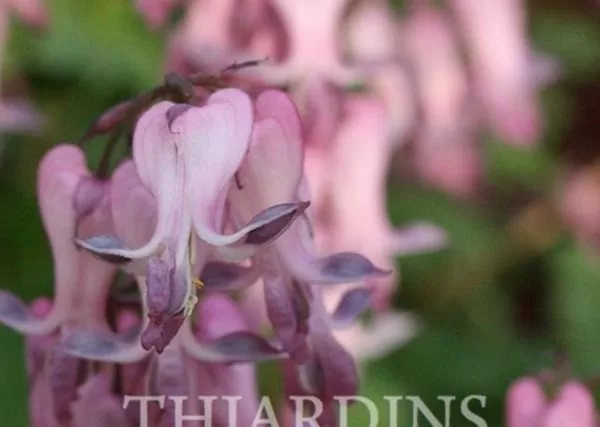 Dicentra eximia -  Coração Sangrento, Samambaia Coração Sangrento
