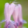 Dicentra eximia -  Coração Sangrento, Samambaia Coração Sangrento - Image 2