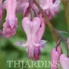 Dicentra eximia -  Coração Sangrento, Samambaia Coração Sangrento - Image 4
