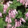 Dicentra eximia -  Coração Sangrento, Samambaia Coração Sangrento - Image 5