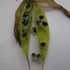 Dicentra eximia -  Coração Sangrento, Samambaia Coração Sangrento - Image 6