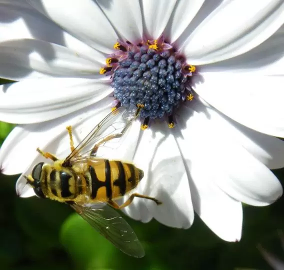 Dimorphotheca pluvialis Glistening white - Margarida do cabo, Margarida da chuva, Profeta do tempo, Margarida africana - Imagem 2