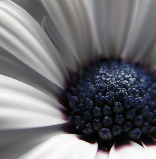 Dimorphotheca pluvialis Glistening white - Margarida do cabo, Margarida da chuva, Profeta do tempo, Margarida africana - Imagem 3