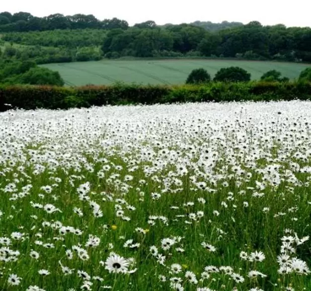 Dimorphotheca pluvialis Glistening white - Margarida do cabo, Margarida da chuva, Profeta do tempo, Margarida africana - Imagem 4